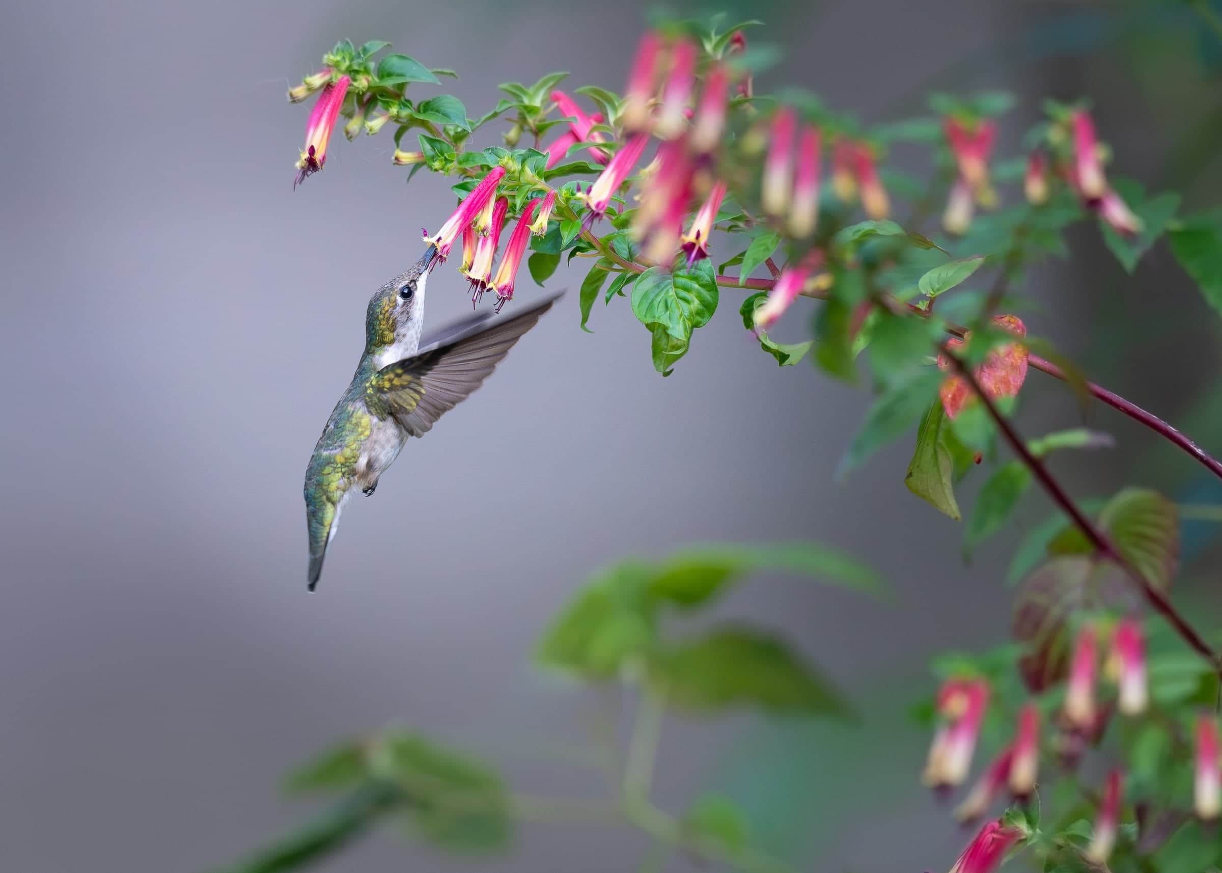 A hummingbird feeding from pink flowers in an Alberta garden